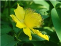 hypericum s paukom